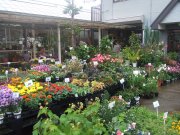 「フラワーショップふじや」　（千葉県八街市）の花屋店舗写真2